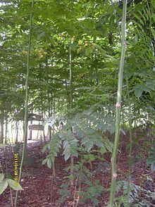 Acrocarpus httpsuploadwikimediaorgwikipediacommonsthu