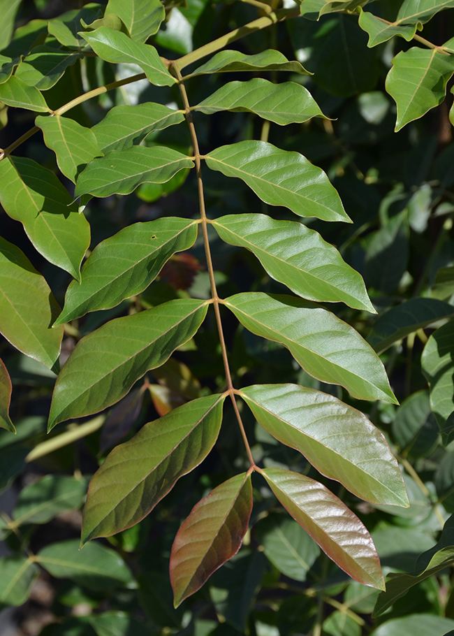 Acrocarpus fraxinifolius UFEI SelecTree A Tree Selection Guide
