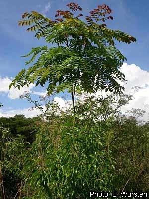 Acrocarpus fraxinifolius Protabase Record