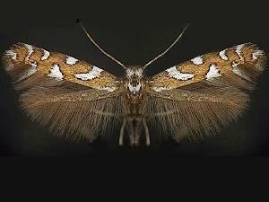 Acrocercops Moth Photographers Group Acrocercops pnosmodiella 0693