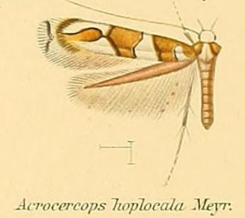 Acrocercops hoplocala