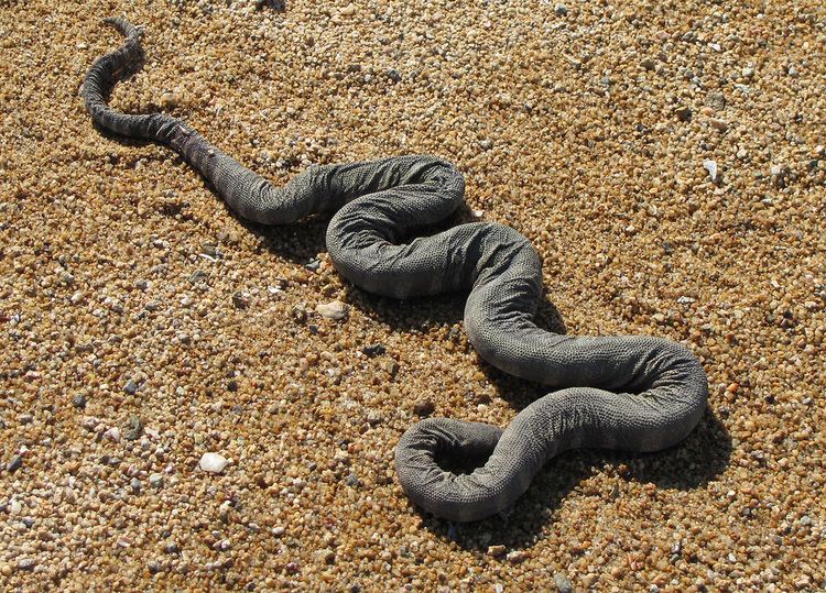 Acrochordidae Acrochordus granulatus Acrochordidae little file snake Flickr