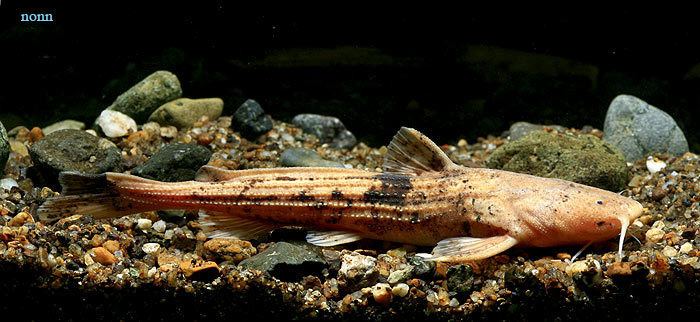 Acrochordonichthys Acrochordonichthys septentrionalis Mae Klong Chameleon Catfish