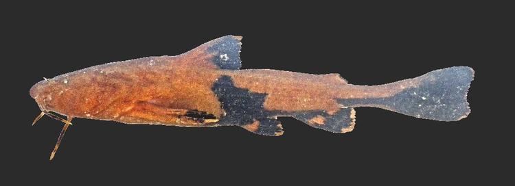Acrochordonichthys Acrochordonichthys rugosus Bleeker 1846
