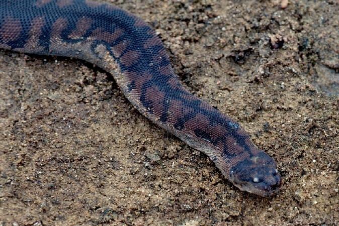 Acrochordus granulatus Little file snake Acrochordus granulatus Department of