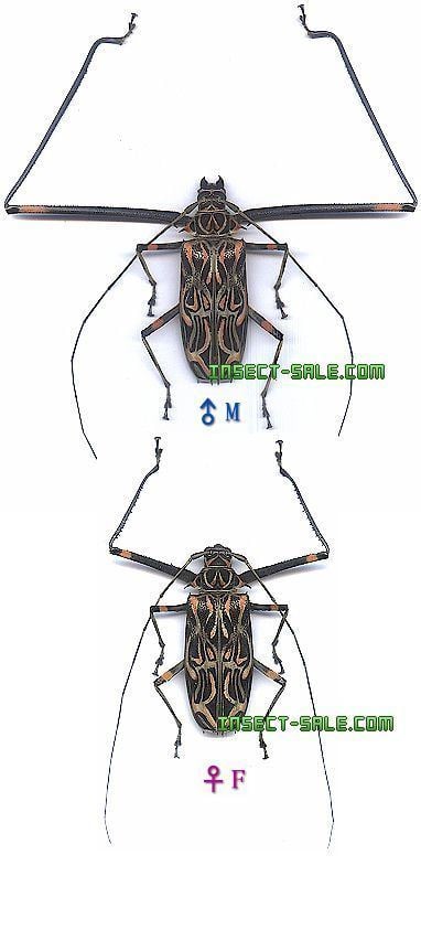 Acrocinus Harlequin Beetle Acrocinus longimanus