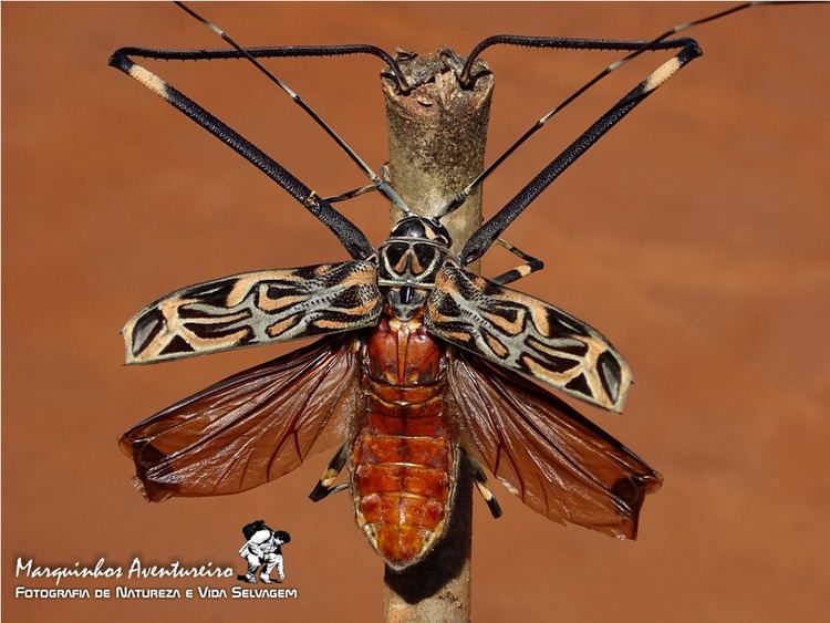 Acrocinus Besouro Arlequimdamata Acrocinus longimanus Ceramby Flickr