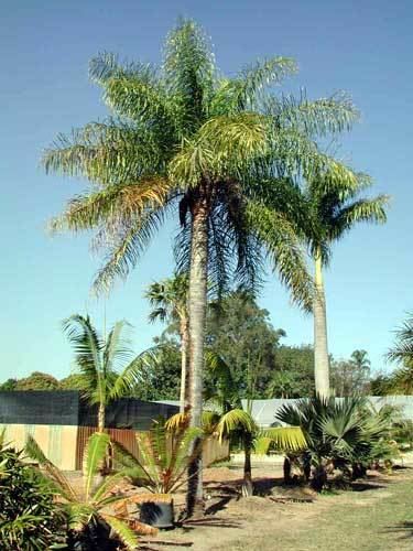Acrocomia Acrocomia aculeata Macaw palm Cocos aculeata