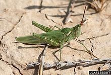 Acrolophitus httpsuploadwikimediaorgwikipediacommonsthu