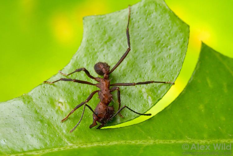 Acromyrmex Acromyrmex Alex Wild Photography