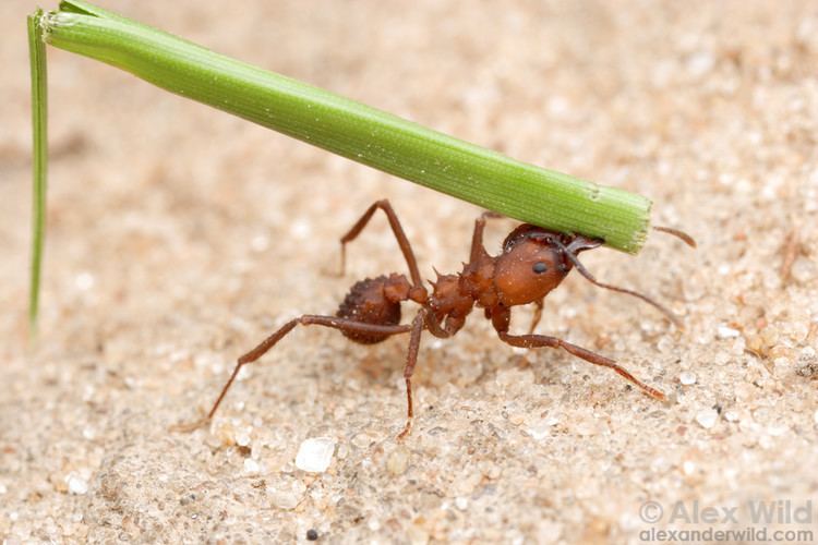 Acromyrmex Acromyrmex Alex Wild Photography