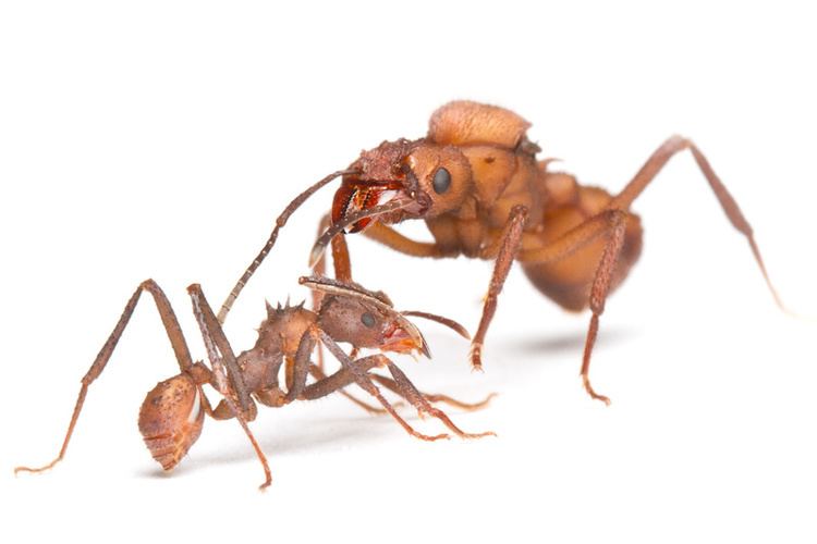 Acromyrmex Acromyrmex echinatior Panamanian leafcutter ant Acromyrmex