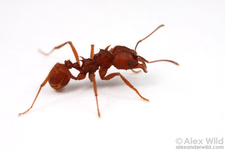 Acromyrmex Acromyrmex Alex Wild Photography