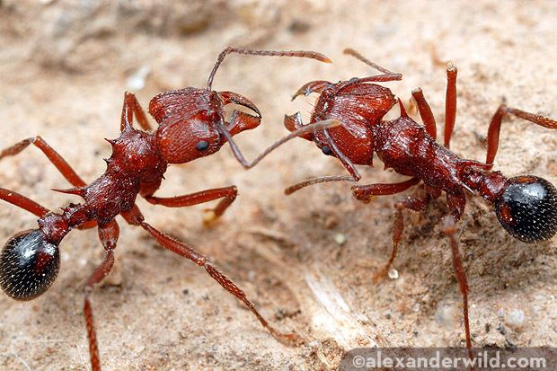 Acromyrmex - Alchetron, The Free Social Encyclopedia