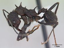 Acromyrmex lundii httpsuploadwikimediaorgwikipediacommonsthu