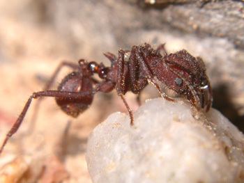 Acromyrmex versicolor Acromyrmex versicolor leafcutter ants