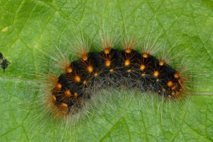 Acronicta European Lepidoptera and their ecology Acronicta auricoma