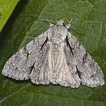 Acronicta httpsuploadwikimediaorgwikipediacommonsthu