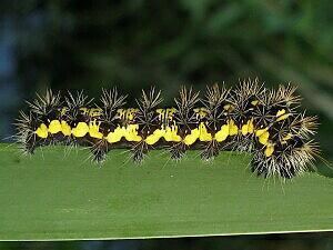 Acronicta Moth Photographers Group Acronicta oblinita 9272