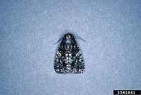 Acronicta afflicta httpsuploadwikimediaorgwikipediacommonsthu