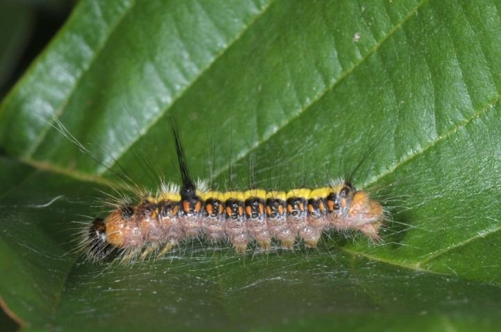 Acronicta cuspis European Lepidoptera and their ecology Acronicta cuspis