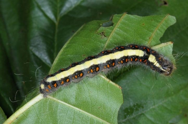 Acronicta cuspis European Lepidoptera and their ecology Acronicta cuspis