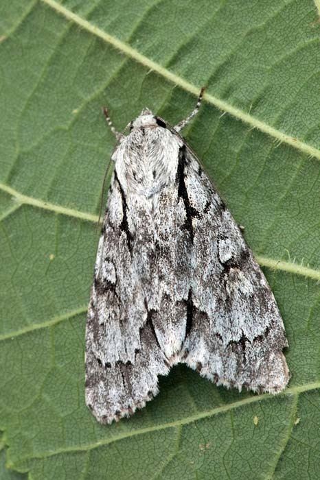 Acronicta cuspis Large Dagger Acronicta cuspis UKMoths