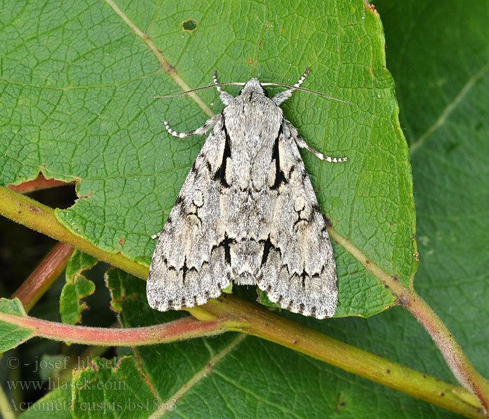 Acronicta cuspis Acronicta cuspis