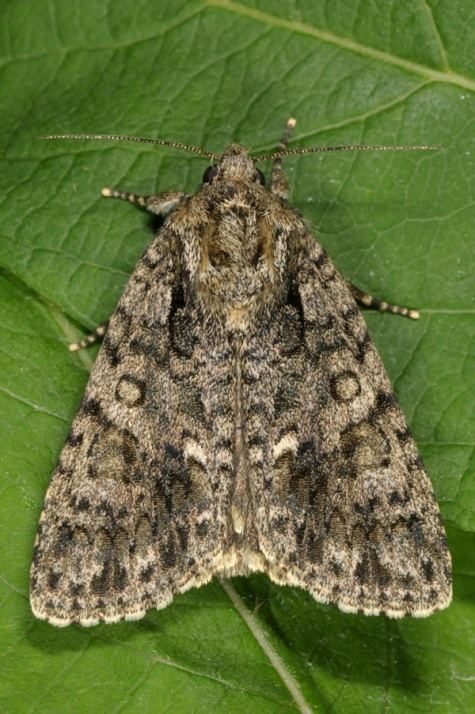 Acronicta European Lepidoptera and their ecology Acronicta rumicis
