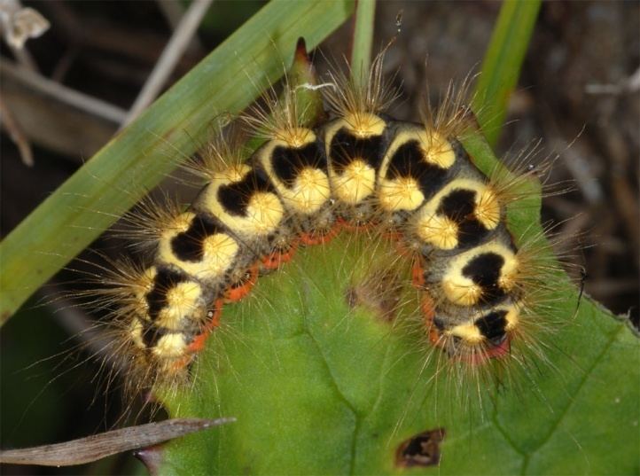 Acronicta euphorbiae European Lepidoptera and their ecology Acronicta euphorbiae