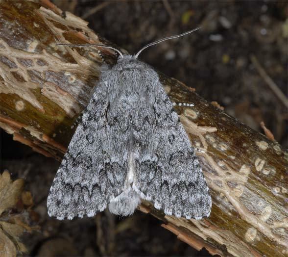 Acronicta euphorbiae European Lepidoptera and their ecology Acronicta euphorbiae