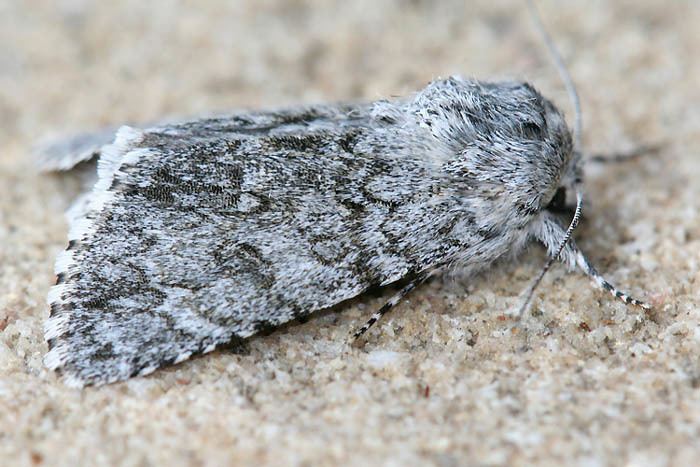 Acronicta euphorbiae Bestimmungshilfe des Lepiforums Acronicta Euphorbiae