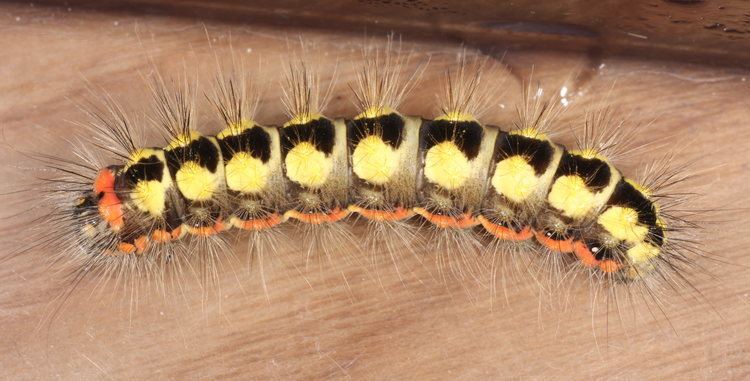 Acronicta euphorbiae FileAcronicta euphorbiae1JPG Wikimedia Commons