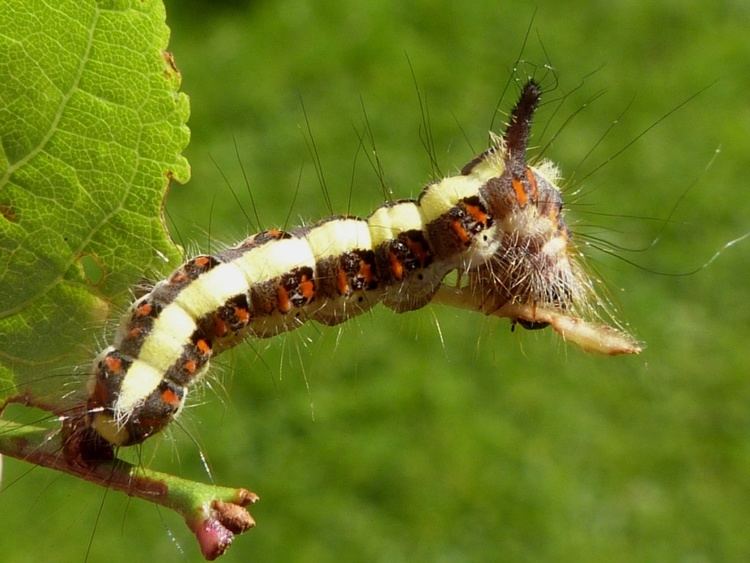 Acronicta Grey Dagger Acronicta psi NatureSpot