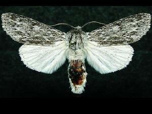 Acronicta oblinita Moth Photographers Group Acronicta oblinita 9272