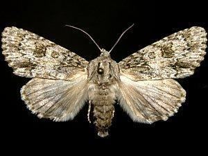 Acronicta rubricoma Moth Photographers Group Acronicta rubricoma 9199