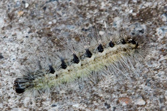 Acronicta rubricoma Caterpillar Acronicta rubricoma BugGuideNet