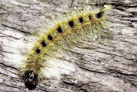 Acronicta rubricoma Ruddy Dagger Moth Hodges9199 Acronicta rubricoma BugGuideNet