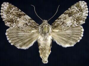Acronicta rubricoma Moth Photographers Group Jim Vargo Plate 29 Noctuidae