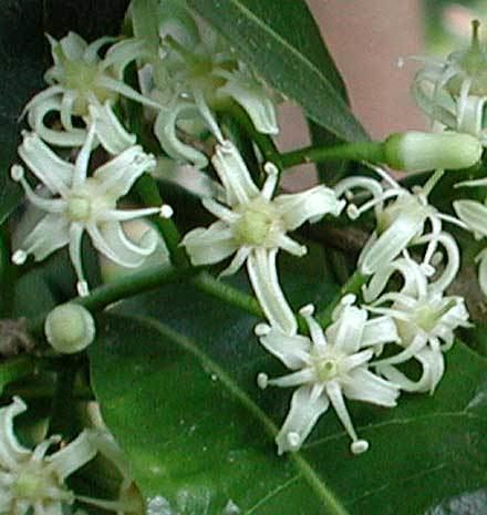 Acronychia Acronychia oblongifolia RUTACEAE White Achronychia