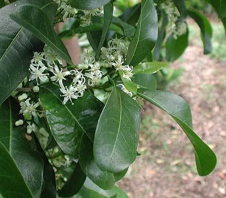 Acronychia Acronychia oblongifolia RUTACEAE White Achronychia