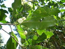 Acronychia oblongifolia httpsuploadwikimediaorgwikipediacommonsthu