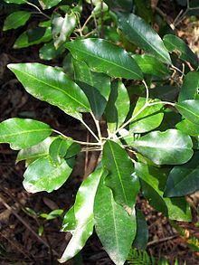 Acronychia wilcoxiana httpsuploadwikimediaorgwikipediacommonsthu