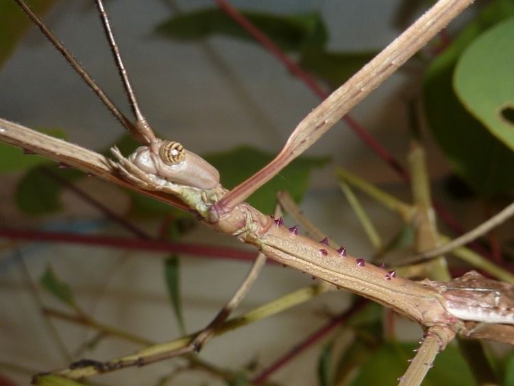 Acrophylla titan Photos of stick insects and prey mantis for sale
