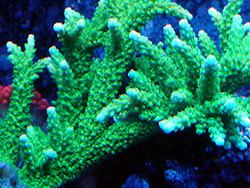 Acropora Acropora Coral