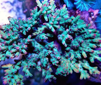 Acropora An UltraLowNutrient System for Acropora and other SPS