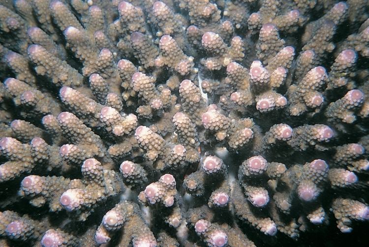 Acropora digitifera Acropora digitifera Corals of the World Photos maps and