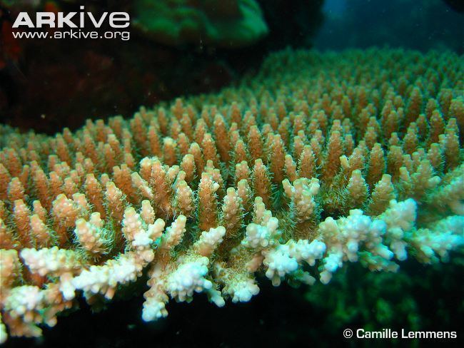 Acropora digitifera Acropora videos photos and facts Acropora digitifera ARKive