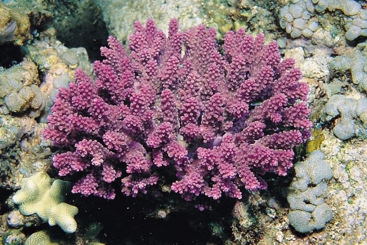 Acropora globiceps Acropora globiceps Corals of the World Photos maps and