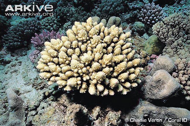 Acropora globiceps Staghorn coral videos photos and facts Acropora globiceps ARKive